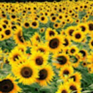 Meet your Posher, Ava